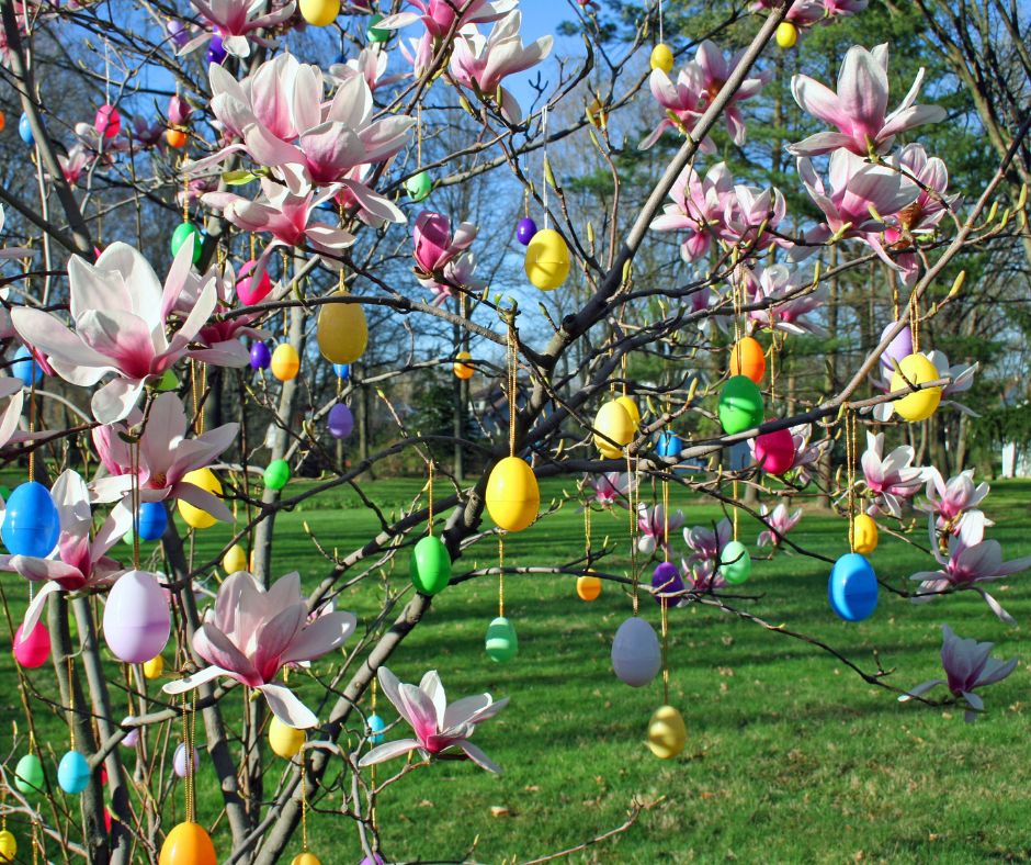Albero di pasqua: una magnolia appena fiorita decorata con tante piccole uova colorate appese ai rami